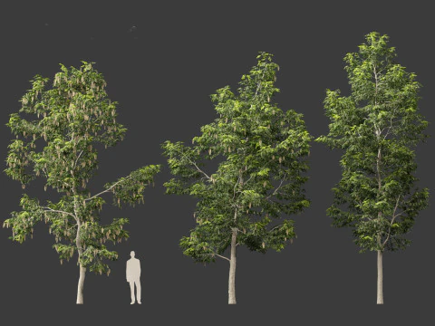 Robinia pseudoacacia - Black locust 02 3D Model