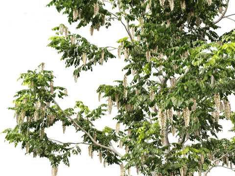 Robinia pseudoacacia - Black locust 02 3D Model