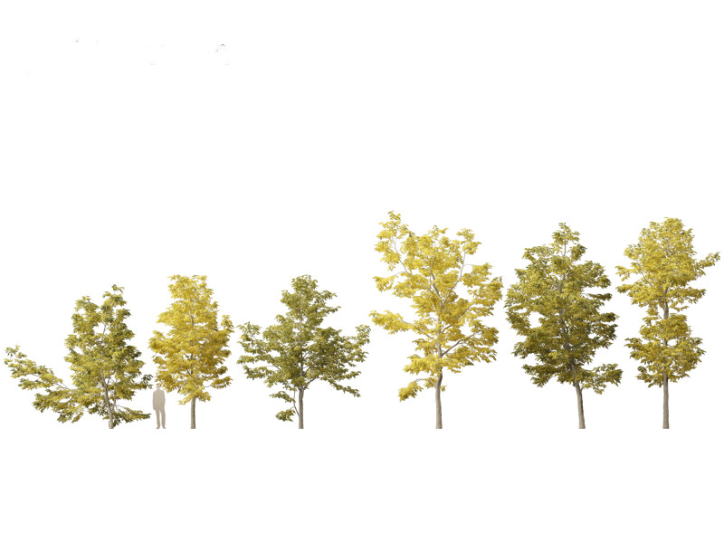Robinia pseudoacacia - Black locust 03 Model 3D .c4d .max .obj .3ds .fbx .stl .blend 