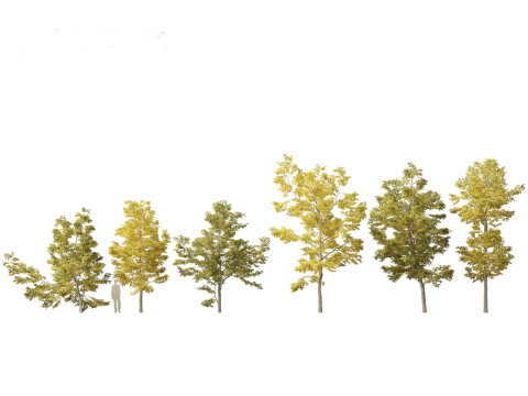 Robinia pseudoacacia - Black locust 03 Modelo 3D
