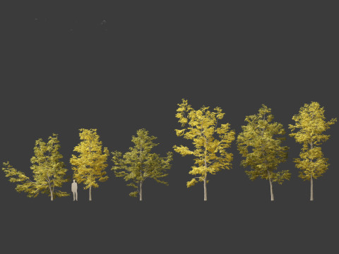 Robinia pseudoacacia - Black locust 03 Model 3D