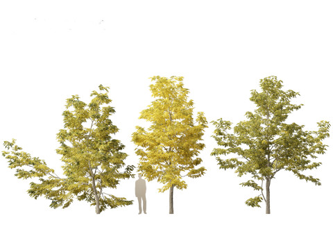 Robinia pseudoacacia - Black locust 03 Model 3D