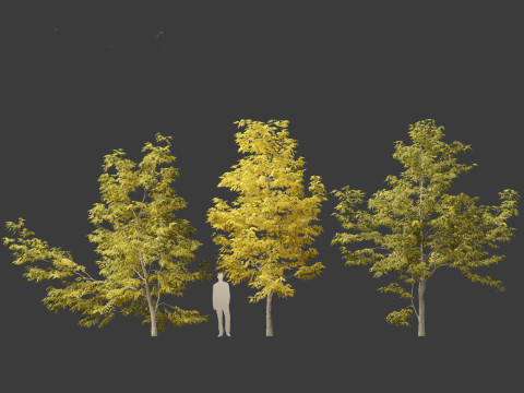 Robinia pseudoacacia - Black locust 03 Model 3D