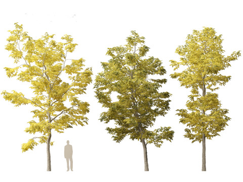 Robinia pseudoacacia - Black locust 03 Model 3D