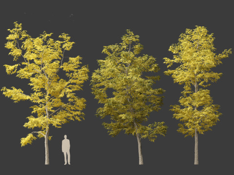 Robinia pseudoacacia - Black locust 03 Model 3D