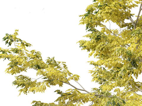 Robinia pseudoacacia - Black locust 03 Model 3D