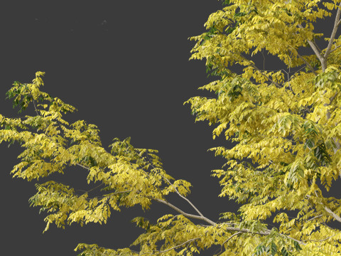 Robinia pseudoacacia - Black locust 03 Model 3D