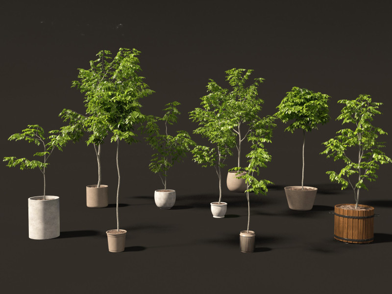 Robinia pseudoacacia - Black locust 04 3D Model .c4d .max .obj .3ds .fbx .stl .blend 
