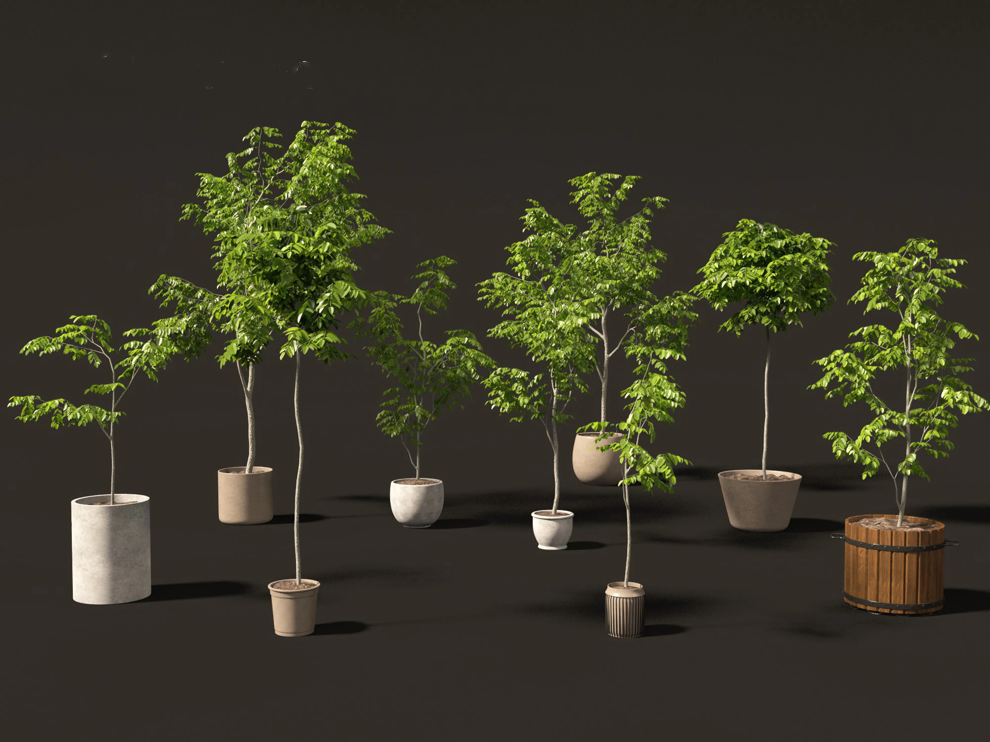 Robinia pseudoacacia - Black locust 04 3D Model .c4d .max .obj .3ds .fbx .stl .blend 