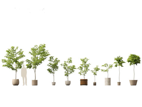 Robinia pseudoacacia - Black locust 04 3D Model