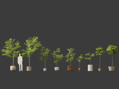 Robinia pseudoacacia - Black locust 04 3D Model