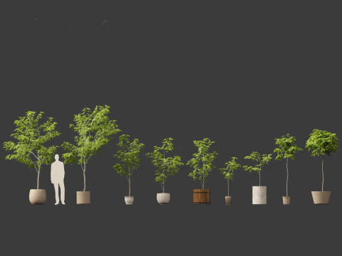 Robinia pseudoacacia - Black locust 04 3D Model