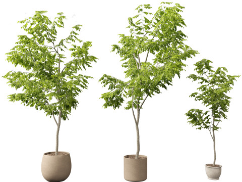 Robinia pseudoacacia - Black locust 04 3D Model