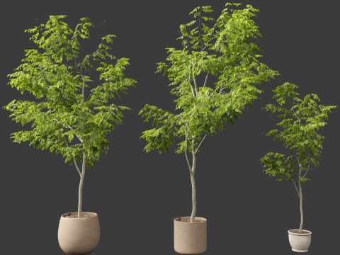 Robinia pseudoacacia - Black locust 04 3D Model