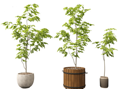 Robinia pseudoacacia - Black locust 04 3D Model