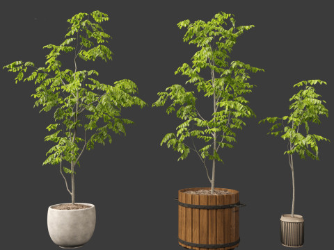Robinia pseudoacacia - Black locust 04 3D Model