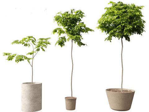 Robinia pseudoacacia - Black locust 04 3D Model