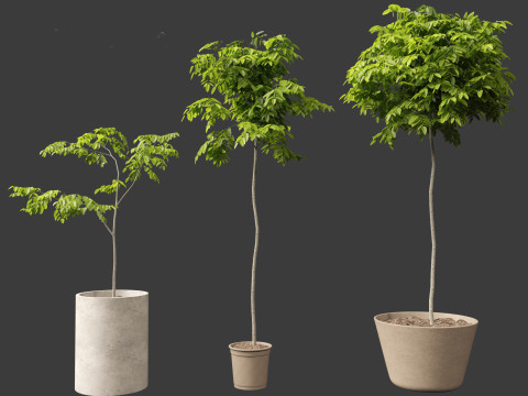 Robinia pseudoacacia - Black locust 04 3D Model