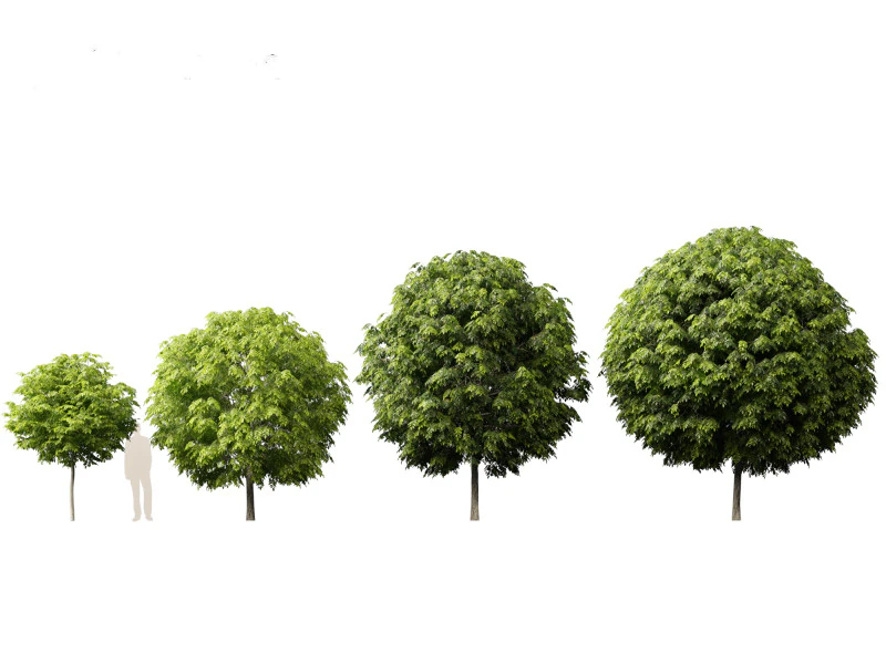 Robinia pseudoacacia - Belalang hitam 05 Model 3D .c4d .max .obj .3ds .fbx .stl .blend 