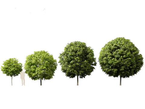 Robinia pseudoacacia - Black locust 05 Modelo 3D