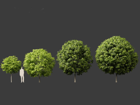 Robinia pseudoacacia - Black locust 05 3D Model
