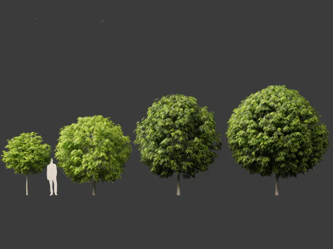 Robinia pseudoacacia - Belalang hitam 05 Model 3D