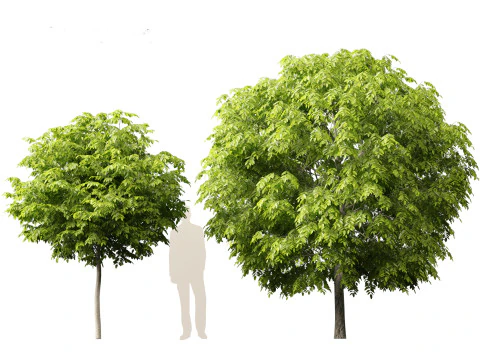 Robinia pseudoacacia - Belalang hitam 05 Model 3D