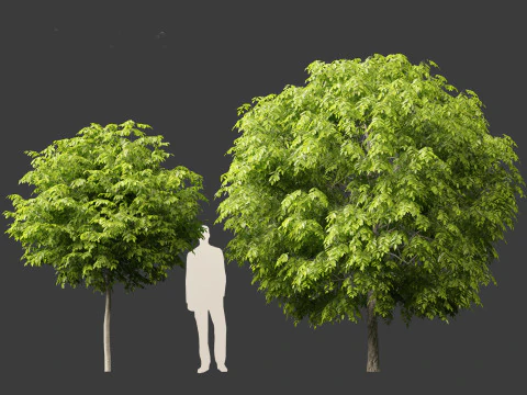 Robinia pseudoacacia - Belalang hitam 05 Model 3D