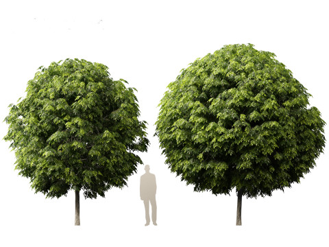 Robinia pseudoacacia - Black locust 05 3D Model