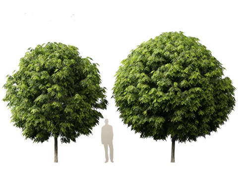 Robinia pseudoacacia - Belalang hitam 05 Model 3D