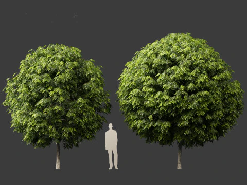 Robinia pseudoacacia - Belalang hitam 05 Model 3D