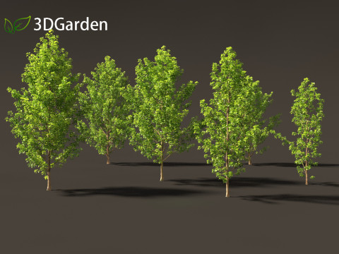 Populus canadensis - Canadian Poplar 01 Modello 3D