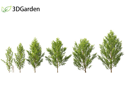 Populus canadensis - Canadian Poplar 01 3D Model