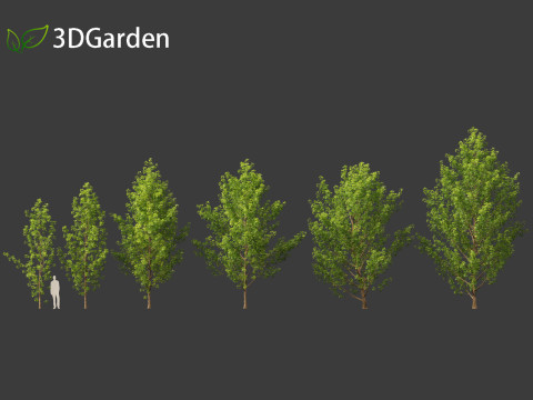 Populus canadensis - Canadian Poplar 01 Modello 3D