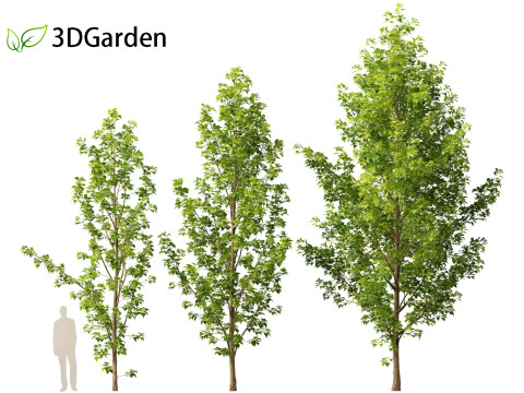Populus canadensis - Canadian Poplar 01 Modello 3D
