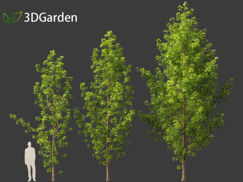 Populus canadensis - Canadian Poplar 01 Modello 3D
