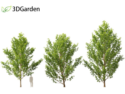 Populus canadensis - Canadian Poplar 01 Modello 3D