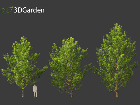 Populus canadensis - Canadian Poplar 01 Modello 3D