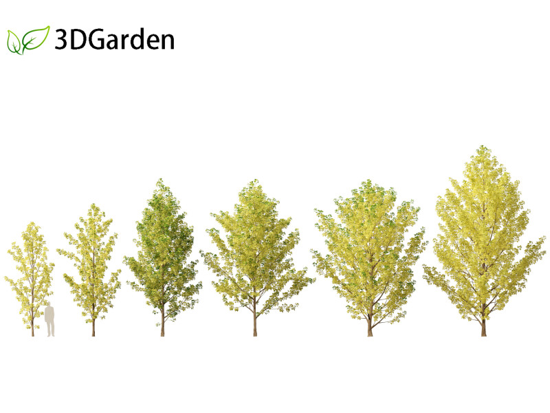 Populus canadensis - Canadian Poplar 02 3D Модель .c4d .max .obj .3ds .fbx .stl .blend 