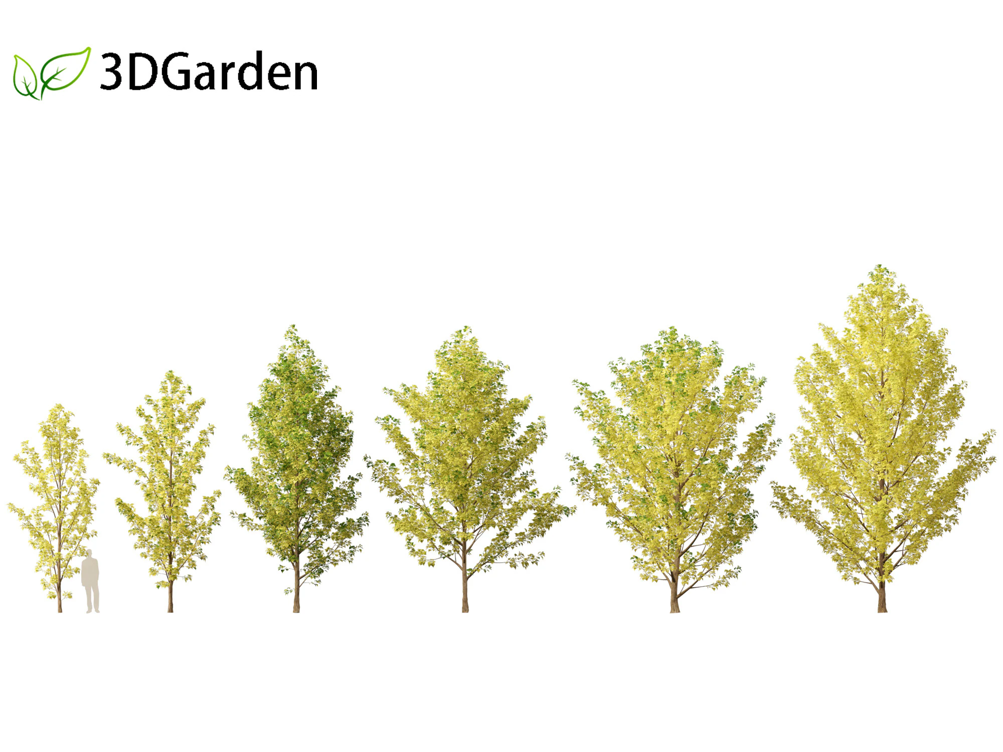Populus canadensis - Canadian Poplar 02 3D Model .c4d .max .obj .3ds .fbx .stl .blend