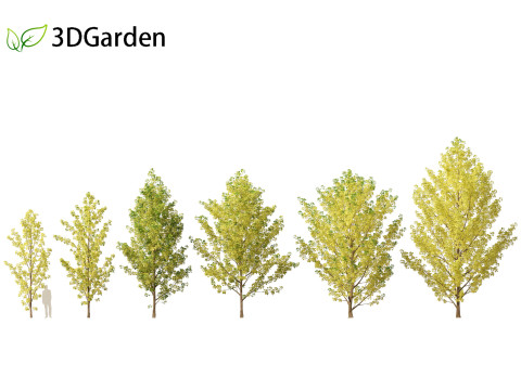 Populus canadensis - Canadian Poplar 02 Modelo 3D