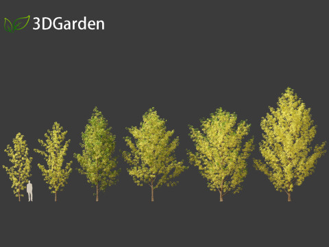 Populus canadensis - Canadian Poplar 02 3D Модель