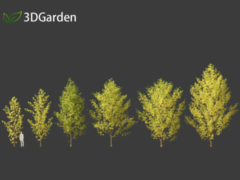 Populus canadensis - Canadian Poplar 02 3D Model