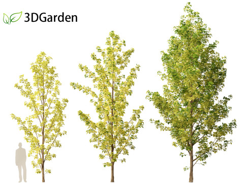 Populus canadensis - Canadian Poplar 02 3D Модель