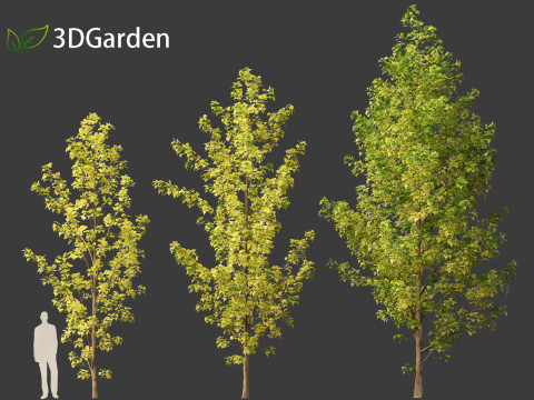 Populus canadensis - Canadian Poplar 02 3D Модель
