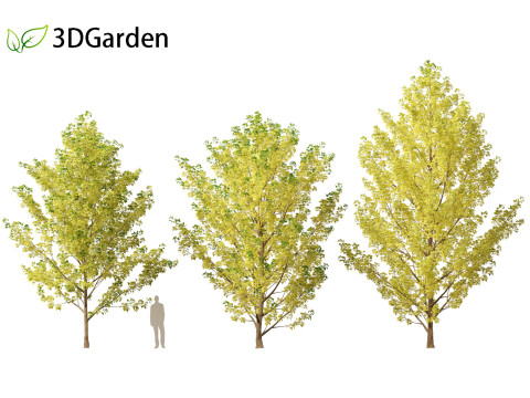 Populus canadensis - Canadian Poplar 02 3D Модель