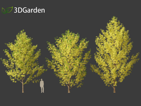 Populus canadensis - Canadian Poplar 02 3D Модель