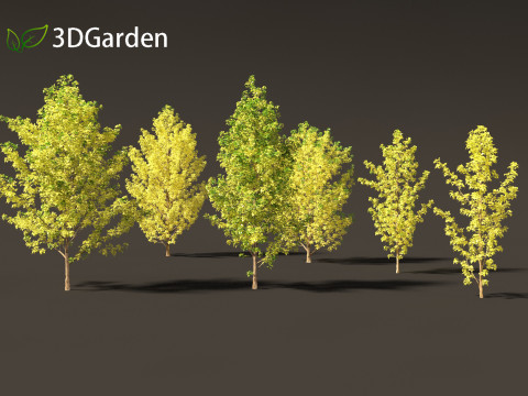 Populus canadensis - Canadian Poplar 02 3D Модель