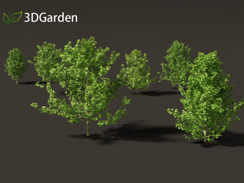 Platanus acerifolia London plane 01 3D Model