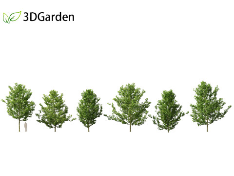 Platanus acerifolia London plane 01 3D Model